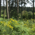 Schwarzwälder Hochwald